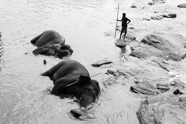The walk elephants — photograph by Pedro Ribeiro