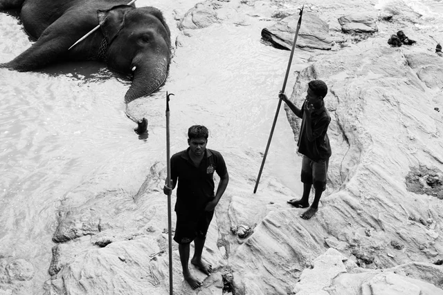 The walk elephants — photographie 7 de Pedro Ribeiro
