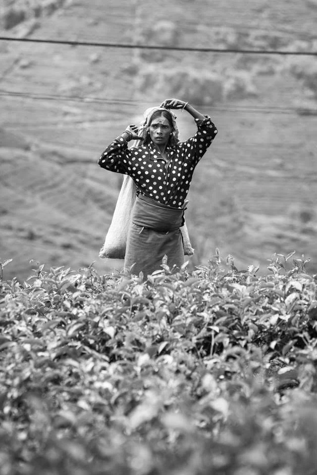 Uma mulher com um saco ajusta o lenço no meio de plantas de chá, fotografada a preto e branco.