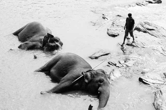 The walk elephants — photographie 11 de Pedro Ribeiro